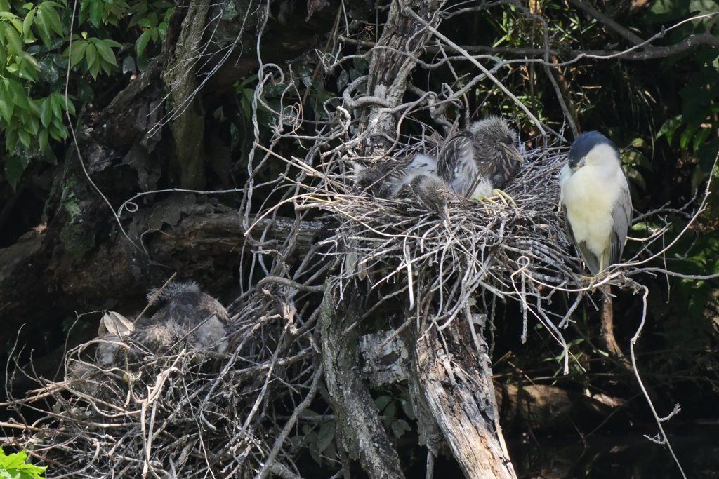 サギのコロニ-の様子