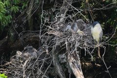 サギのコロニ-の様子