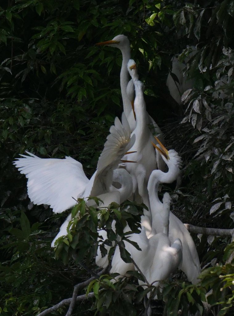 サギのコロニ-の様子