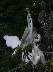 サギのコロニ-の様子