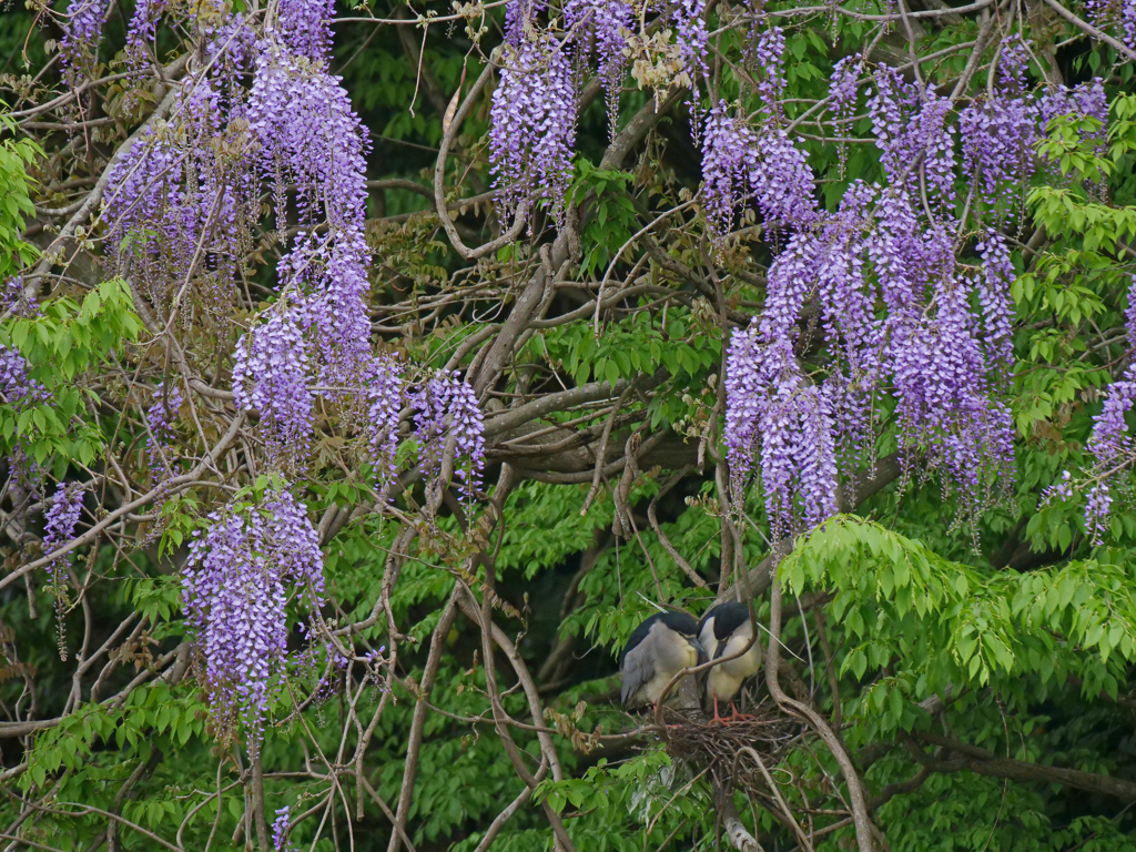 サギのコロニ-の様子