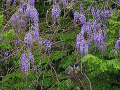 サギのコロニ-の様子