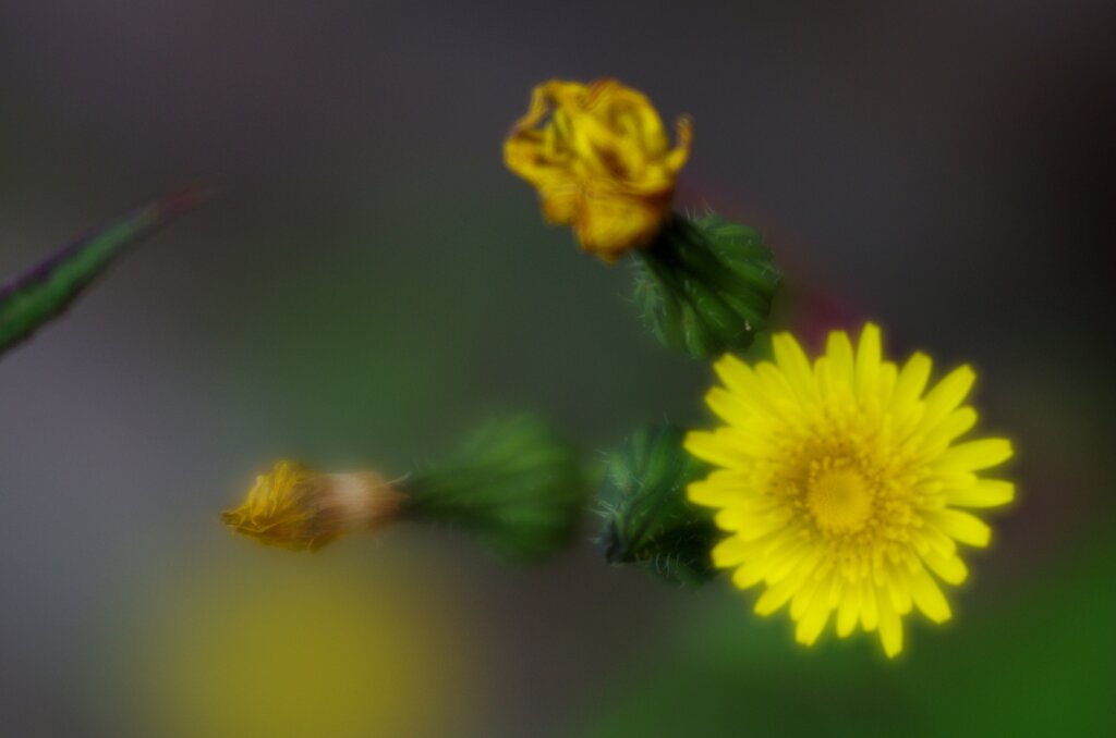 Lensbaby ソフトレンズ Velvet 56 56mm