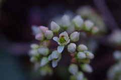 レンズベィビィ試写