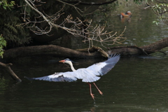 サギのコロニーの様子