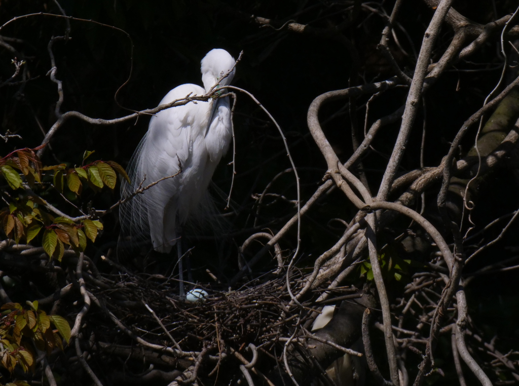 サギのコロニ-の様子