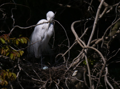 サギのコロニ-の様子