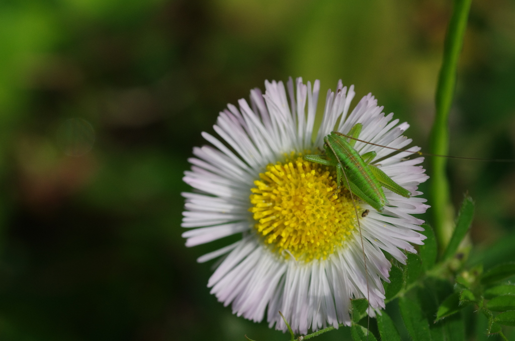 タムロン90ｍｍマクロ