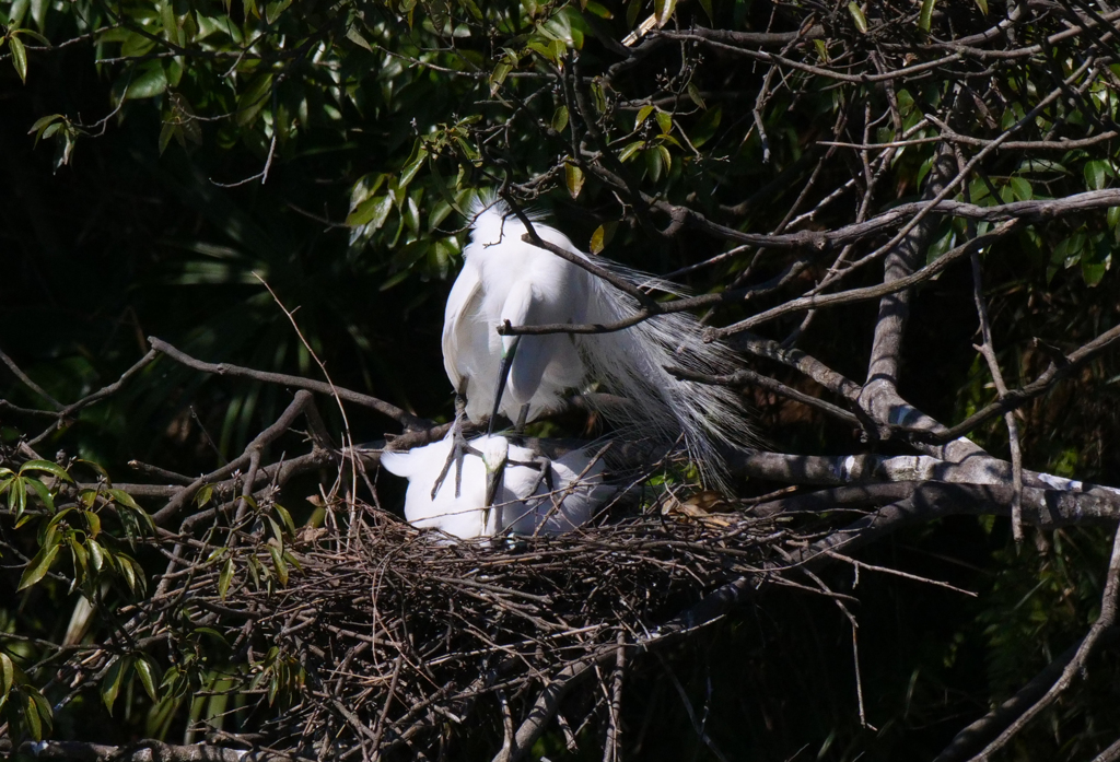 サギのコロニ-の様子