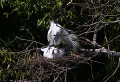 サギのコロニ-の様子