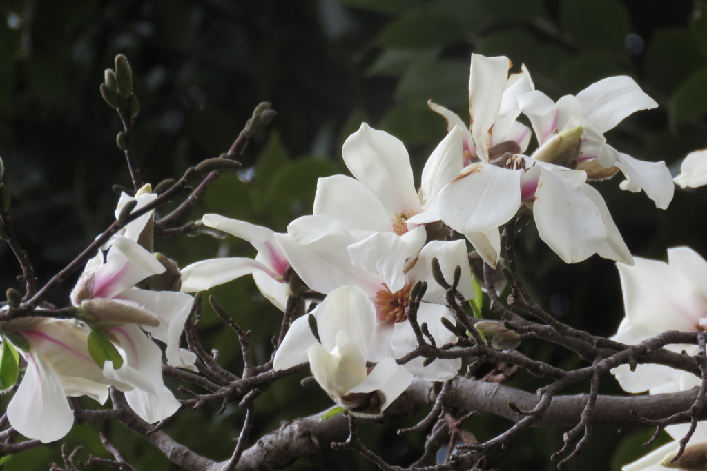 もうすぐ桜