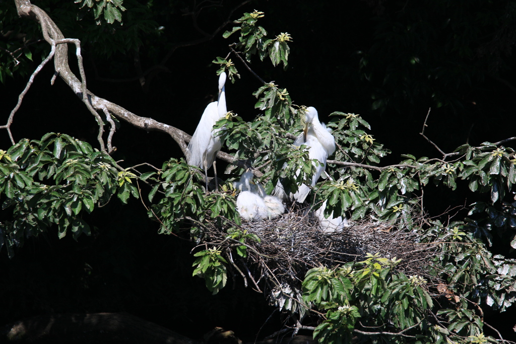 サギのコロニ-の様子