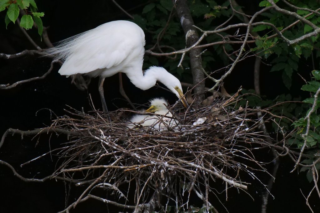 サギのコロニ-の様子
