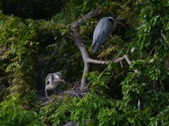 サギのコロニ-の様子