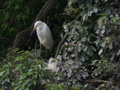 サギのコロニ-の様子