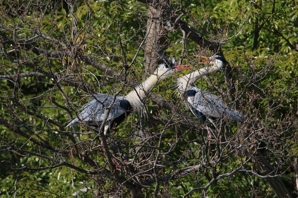 サギのコロニーの様子