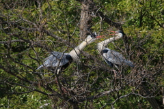 サギのコロニーの様子