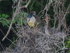 サギのコロニ-の様子