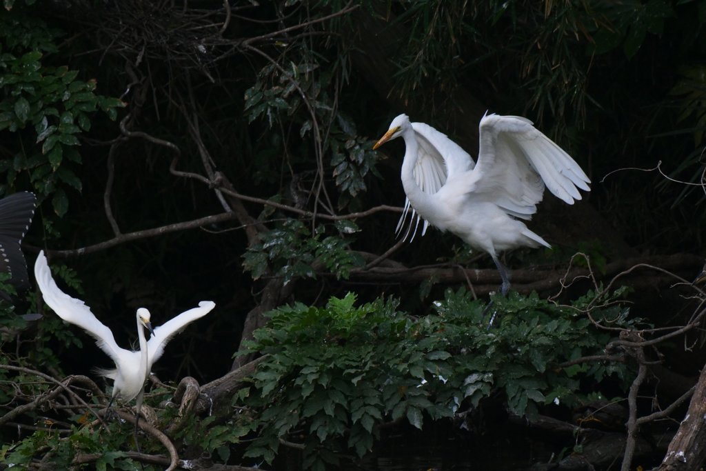 サギのコロニ-の様子