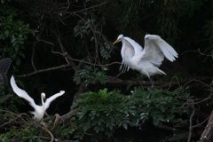 サギのコロニ-の様子