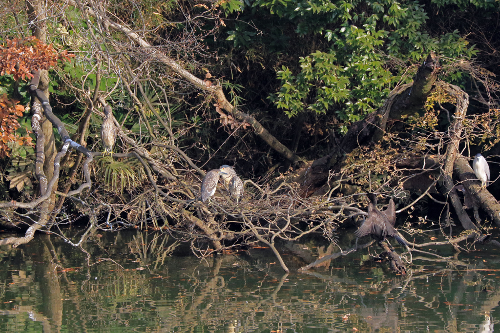 家の近くの池の状況