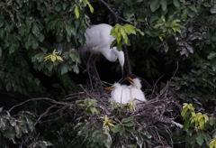 サギのコロニ-の様子