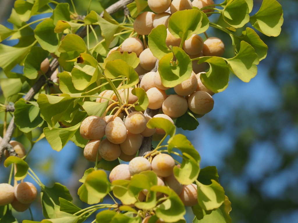今年の銀杏は大豊作
