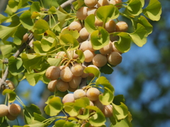 今年の銀杏は大豊作