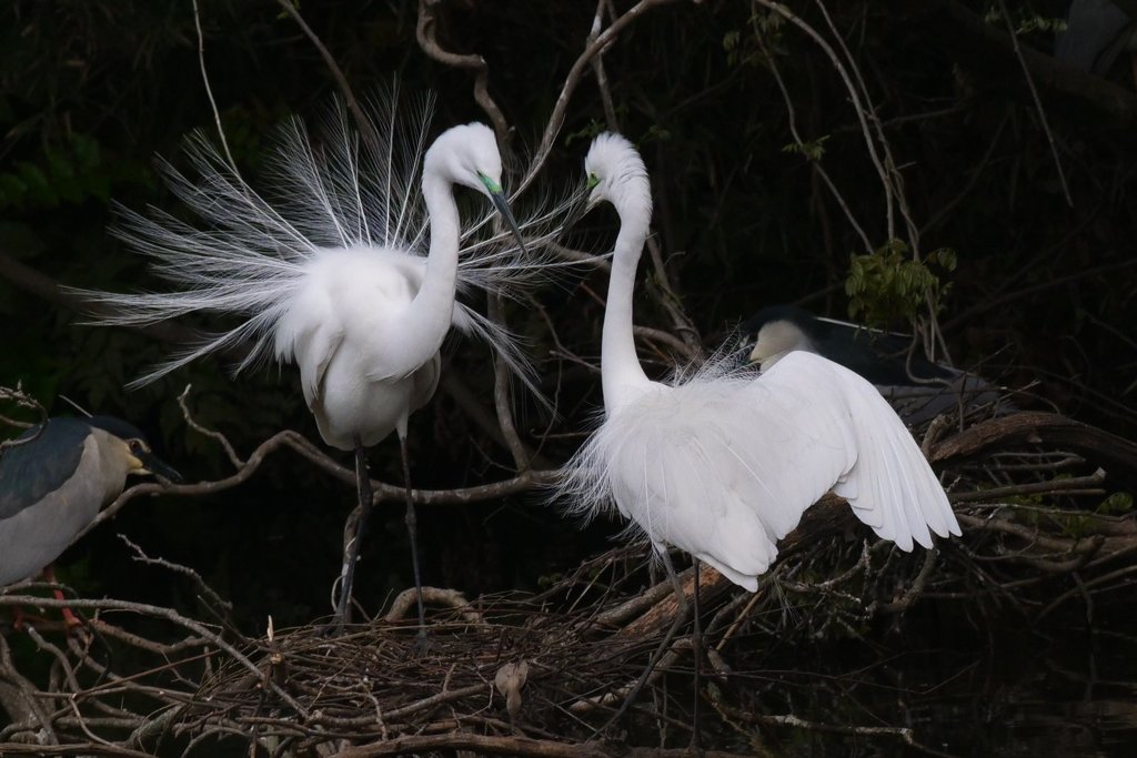 サギのコロニ-の様子