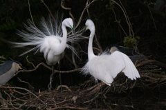 サギのコロニ-の様子