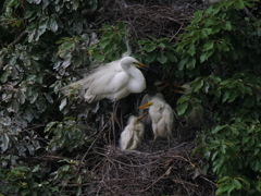 サギのコロニ-の様子