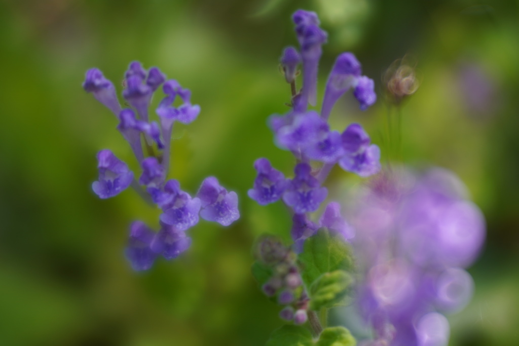 Lensbaby ソフトレンズ Velvet 56 56mm