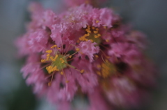 LENSBABY   EOSフルサイズ試写