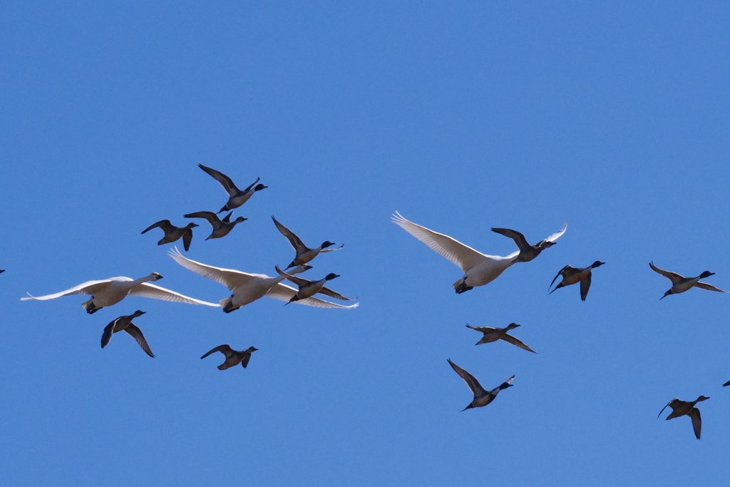 印西市本埜の白鳥