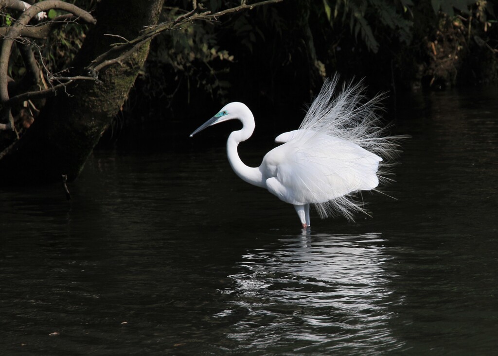 サギのコロニーの様子
