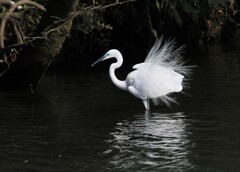 サギのコロニーの様子