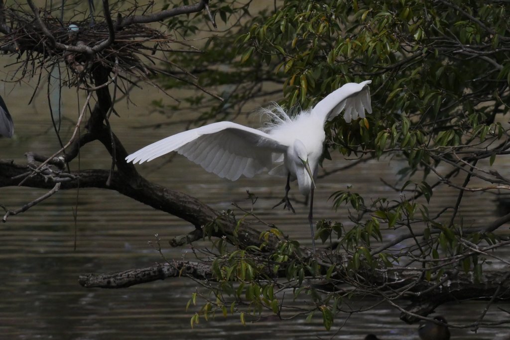 サギのコロニ-の様子