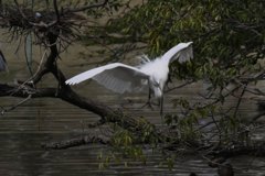 サギのコロニ-の様子