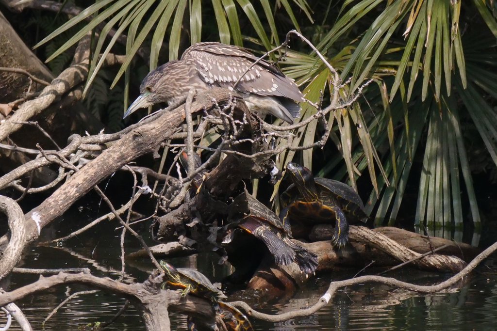 サギのコロニ-の様子