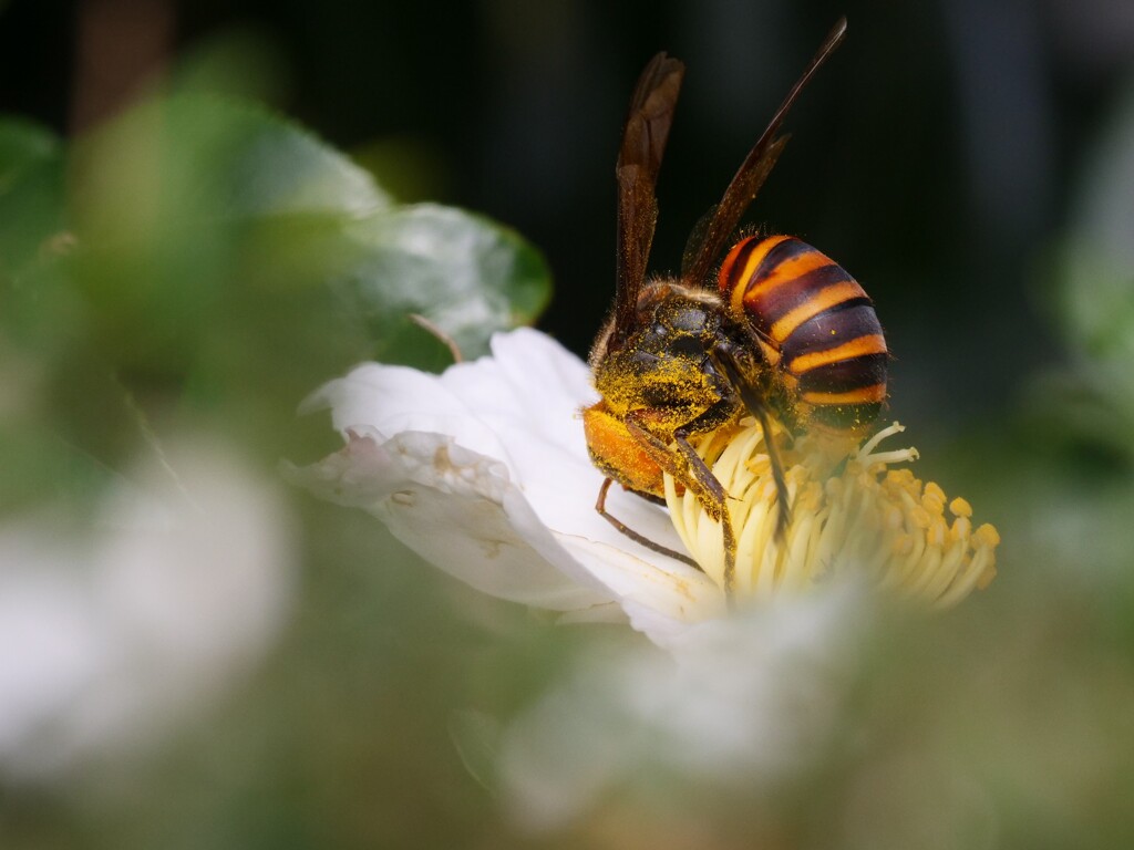 スズメバチ