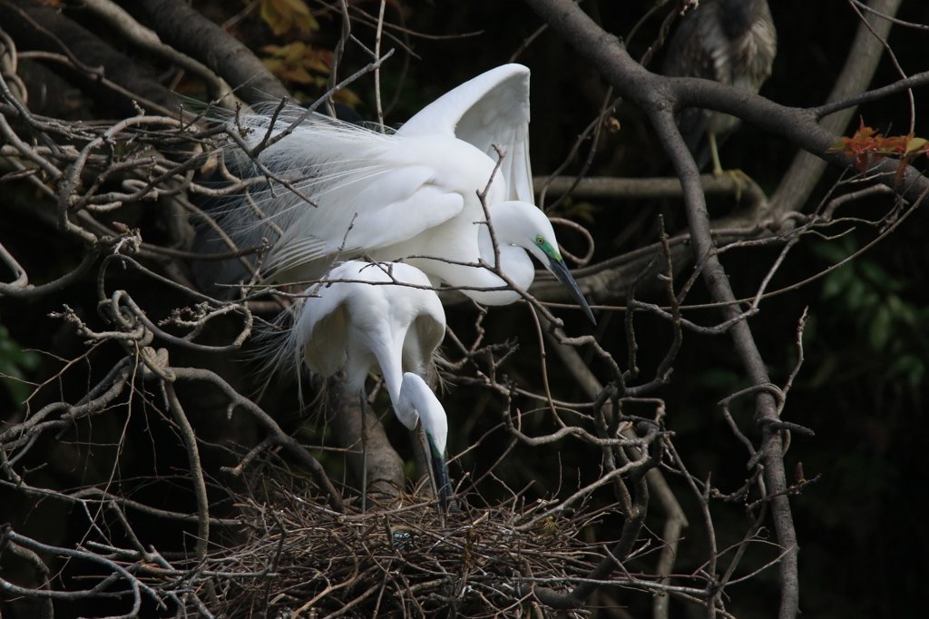 サギのコロニ-の様子