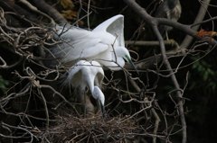 サギのコロニ-の様子