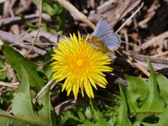 サギのコロニ-の様子