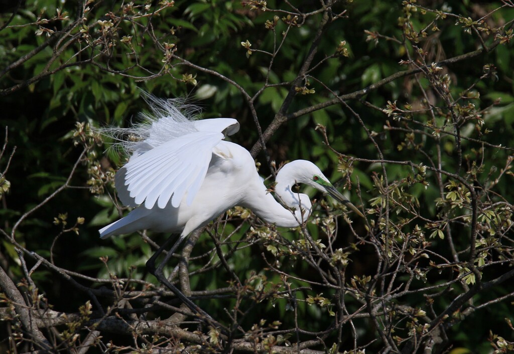 サギのコロニ-の様子