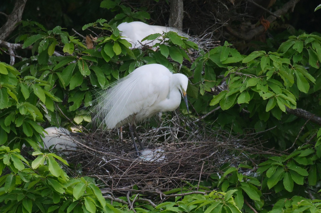 サギのコロニ-の様子