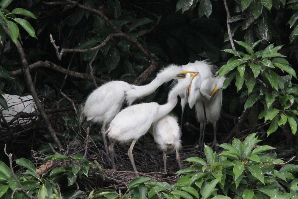 ダイサギの餌やり