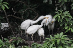 ダイサギの餌やり