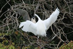 サギのコロニ-の様子