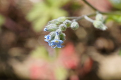 オールドレンズ試写