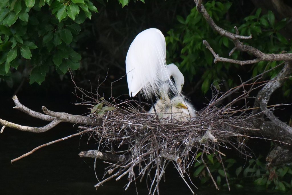 サギのコロニ-の様子